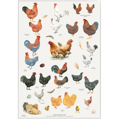 Koustrup & Co. plakat med hønseracer - A2