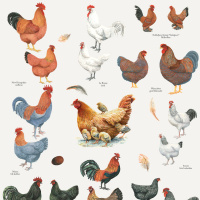 Koustrup & Co. plakat med hønseracer - A4