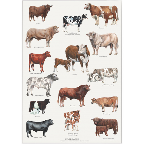 Koustrup & Co. plakat med kvægracer - A4