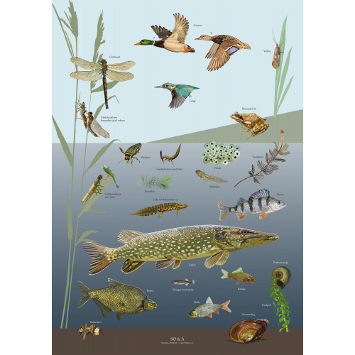 Koustrup & Co. affisch med sjö & flod - A4
