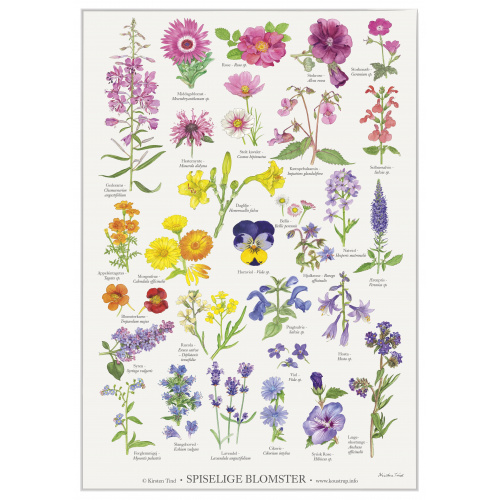 Koustrup & Co. poster with edible flowers - A2
