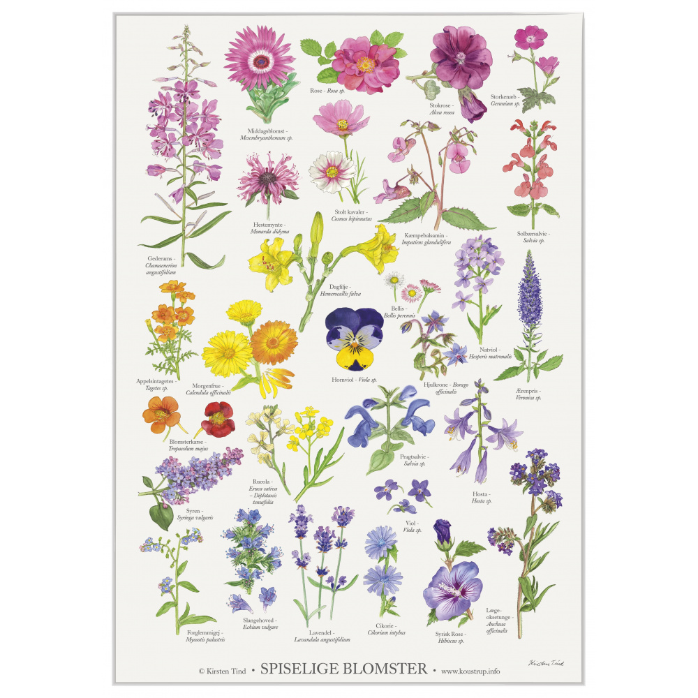 Koustrup & Co. plakat med spiselige blomster - A2