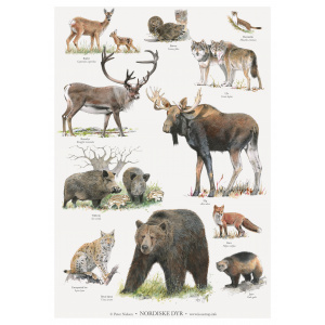 Koustrup & Co. plakat i A2 - nordiske dyr