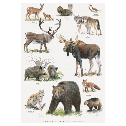 Koustrup & Co. plakat i A2 - nordiske dyr