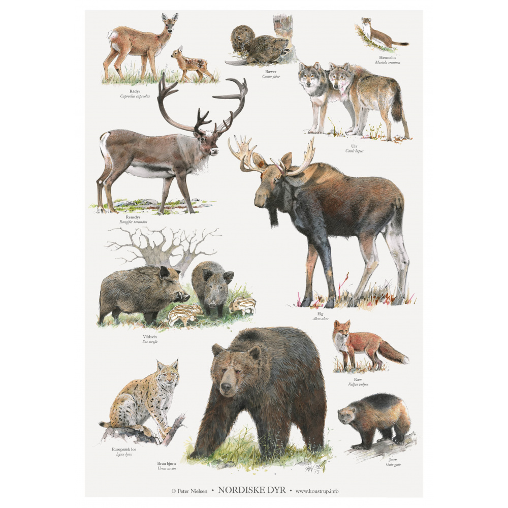Koustrup & Co. plakat med nordiske dyr - A2