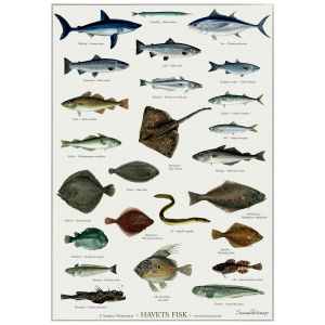 Koustrup & Co. plakat i A2 - havets fisk