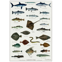 Koustrup & Co. plakat med havets fisk - A2
