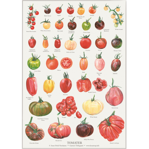Koustrup & Co. plakat i A2 - tomater
