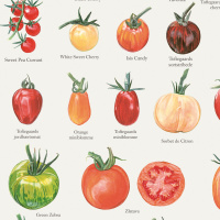 Koustrup & Co. plakat med tomater - A2