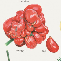 Koustrup & Co. plakat med tomater - A2