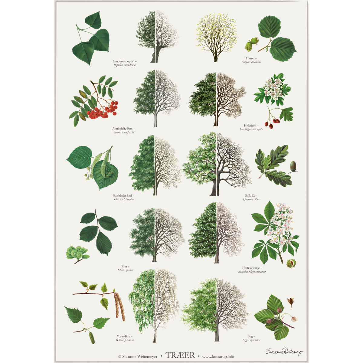 Koustrup & Co. plakat med træer - A2