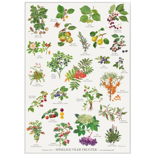Koustrup & Co. affisch med ätbara vilda frukter...