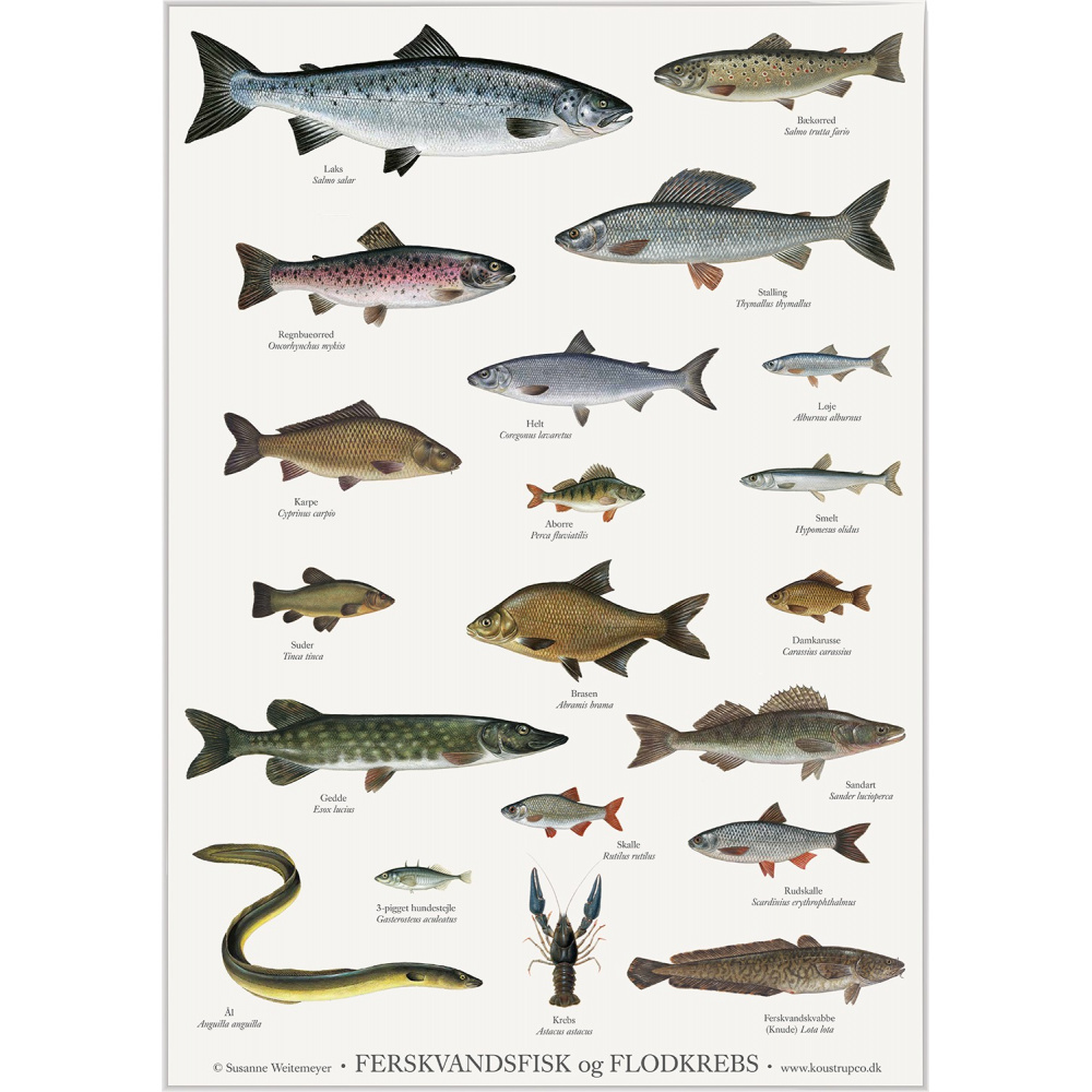 Koustrup & Co. plakat med ferskvandsfisk - A2