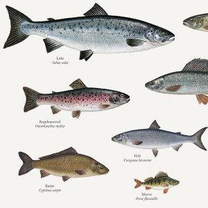 Koustrup & Co. plakat i A2 - ferskvandsfisk og flodkrebs