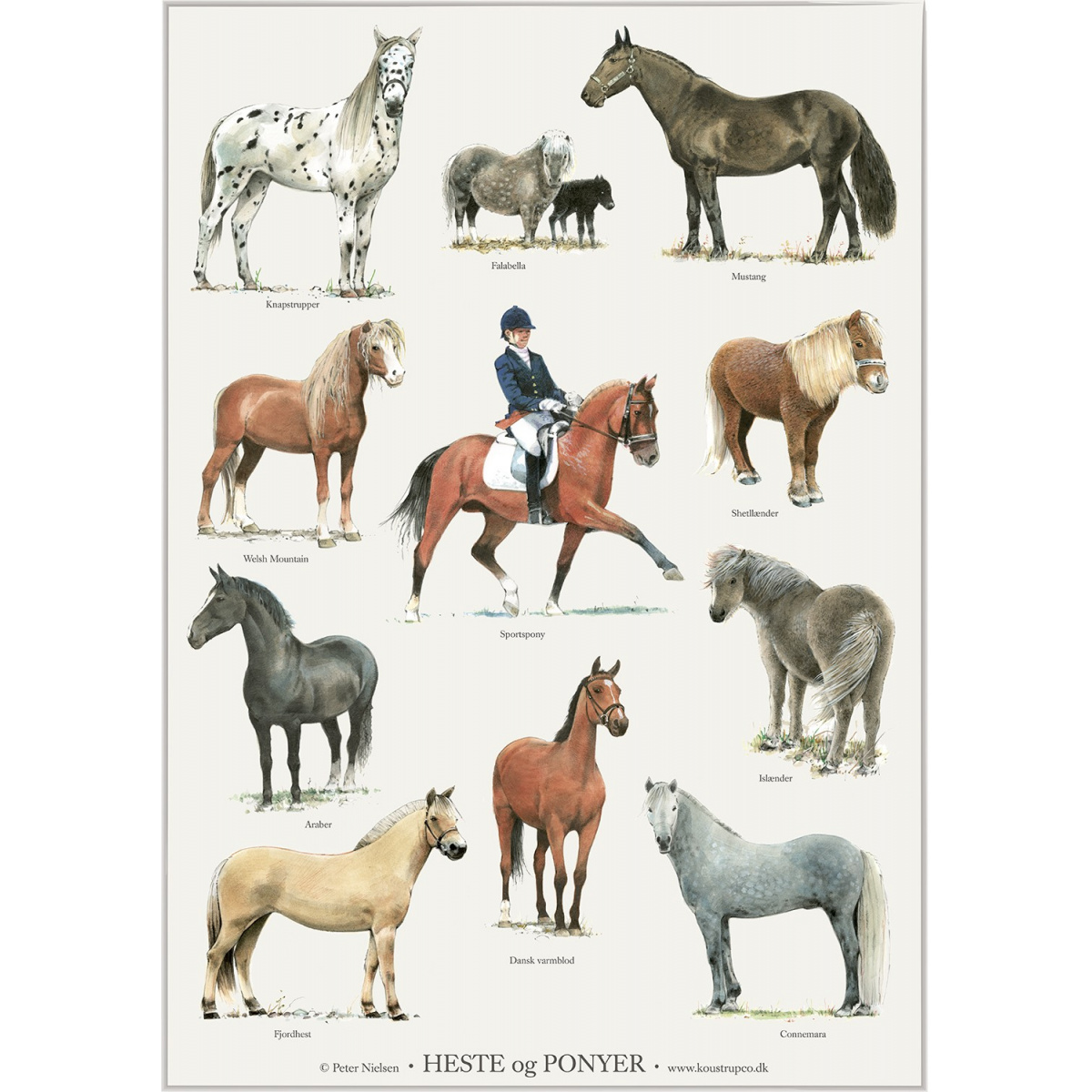 Koustrup & Co. plakat med heste og ponyer - A2