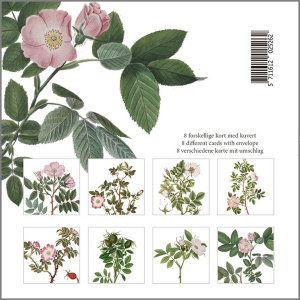 Flora Danica kortmappe - vild rose