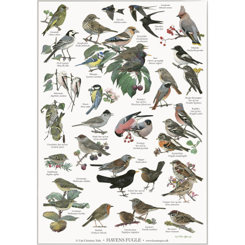 Koustrup & Co. affisch med trädgårdsfåglar - A2