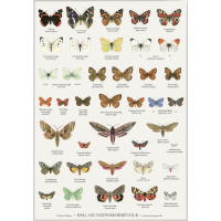 Koustrup & Co. plakat med sommerfugle - A2