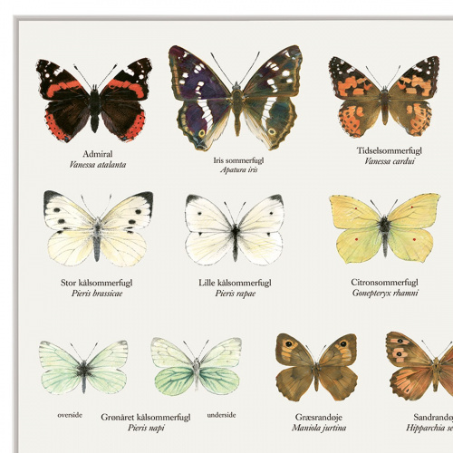 Koustrup & Co. plakat med sommerfugle - A2