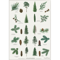 Koustrup & Co. plakat med nåletræer - A2