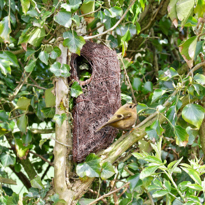 Wildlife World camouflage fuglehus i flet