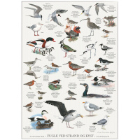 Koustrup & Co. plakat med fugle ved stranden - A2