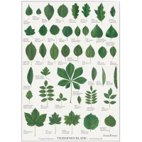 Koustrup & Co. plakat med træernes blade - A2