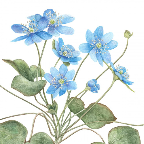 Koustrup & Co. kunsttryk med blå anemone - flere str.