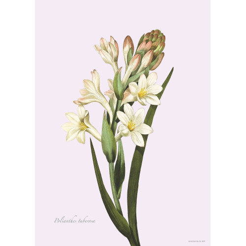 Flora Danica art print with tuberose - several...