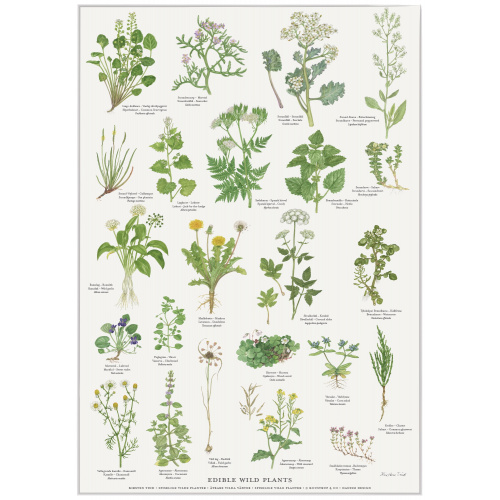 Koustrup & Co. plakat i A2 - spiselige vilde planter