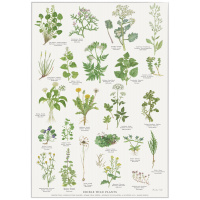 Koustrup & Co. plakat med spiselige vilde planter - A2