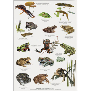 Koustrup & Co. plakat i A2 - frøer og salamandre