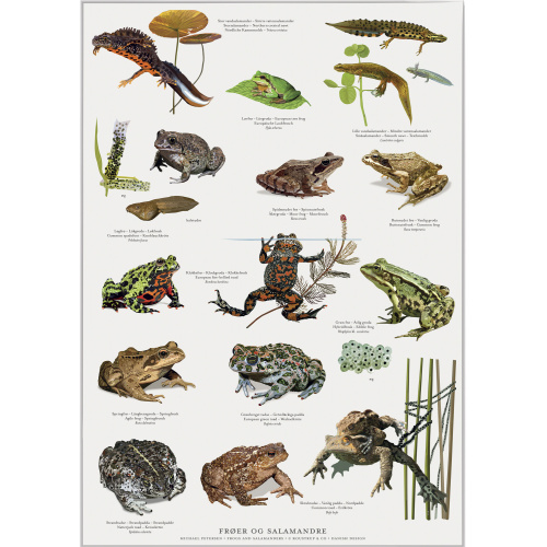 Koustrup & Co. plakat med frøer og salamandre - A2