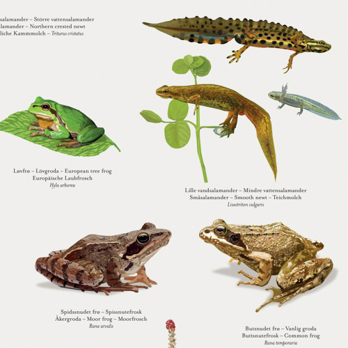 Koustrup & Co. plakat med frøer og salamandre - A2