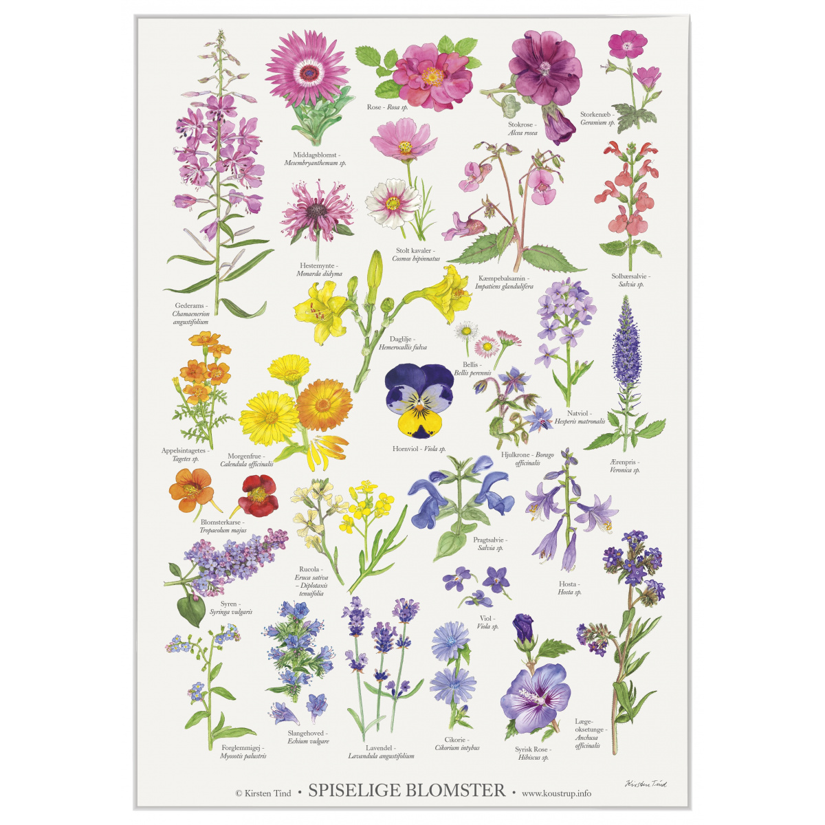 Koustrup & Co. plakat i A4 - spiselige blomster