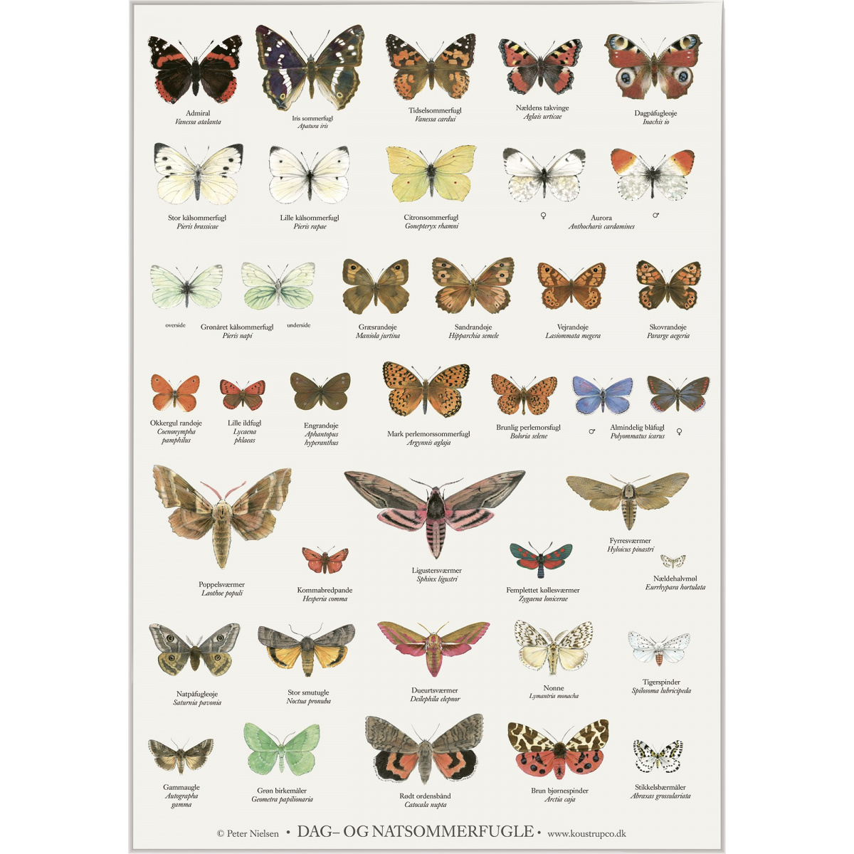 Koustrup & Co. plakat i A4 - sommerfugle