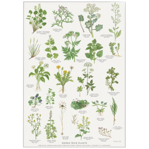 Koustrup & Co. plakat i A4 - spiselige vilde planter